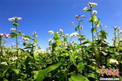 “小杂粮之乡”25万亩荞麦花如雪覆平野