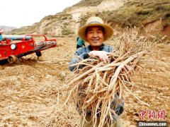 青海民和震后重建区：流转土地里药“香”飘